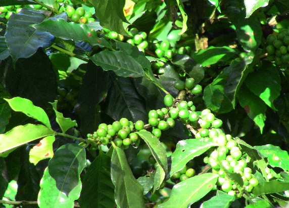 Valley of the Moon Coffee Finca